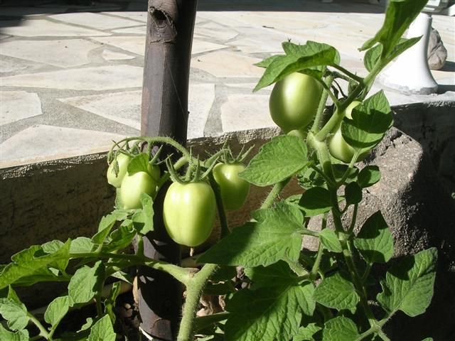 Tomates vertes